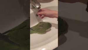 Попугай Монах, общение с ним и купание)