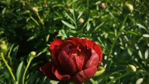 Пион Червоный Оксамит