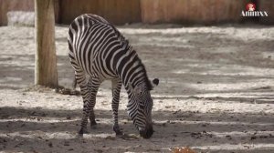 A Group Of Zebras In An Open Field | Zebras videos | Animxx tv #zebravideos