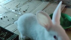 Пополнение, родились крольчата Белый Паннон.