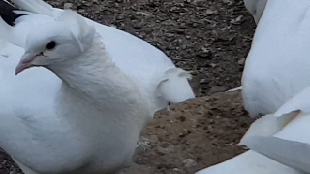 30 апреля 2022 г. голуби КМВ А.Т смотреть онлайн