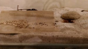 Podrzucanie poczwarek Lasius niger timelapse