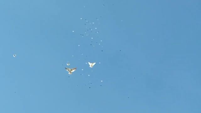 Николаевские голуби Крым. смотреть онлайн