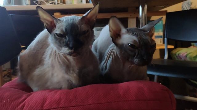 когда жена и теща запрещают пить. смотреть онлайн