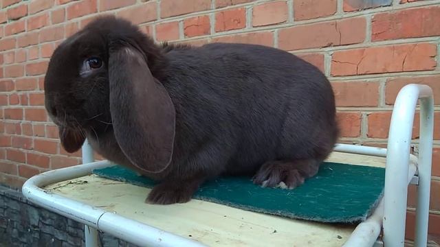 Самка Гавана. цвет закрепленный. 4.5 мес.вес 4,900. смотреть онлайн