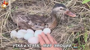 Утка и Утята – мир нежных эмоций 🦆🤗❣️часть (18)