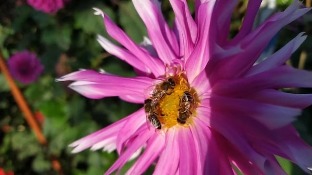 В мире пчел. Трудяги смотреть онлайн