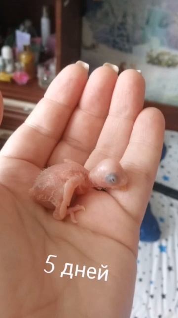 Как растут птенцы волнистика. смотреть онлайн