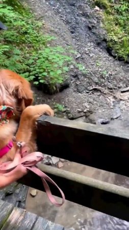 When your dad makes sure you get the full view of the gorgeous gorges on vacation 🐾