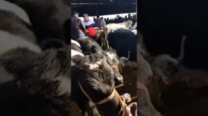 МОЛБОЗОР МИРЗО в прямом эфире!