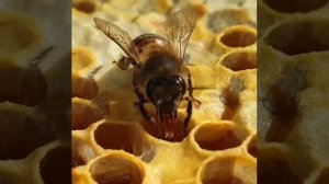 Как пчелы делают мед