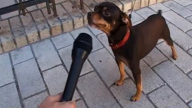 Dog смотреть онлайн