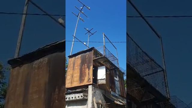 сокол и голуби. #кемеровскаяобласть #бойныеголуби #голуби