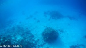 Египет Шарм Пятнистый орляк 05-2024