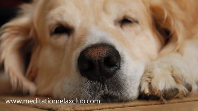Calming Music for Dogs, Sleep Music Therapy (Protect from Fireworks) смотреть онлайн