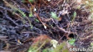 Как растет красный мох (кукушкин лён) в лесу