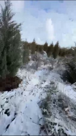 Ели в снегу
