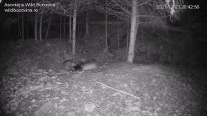 Игры барсуков