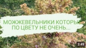 МОЖЖЕВЕЛЬНИКИ КОТОРЫЕ ПО ЦВЕТУ НЕ ОЧЕНЬ... 4.01.2023г.