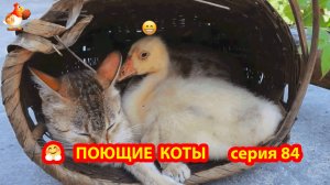 Крутые коты у птичьего двора серия 84 🐈🐈⬛😹 Природа Абхазии и подворье с птицами и животными ❣️