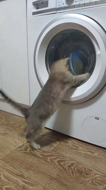 Котик и стиральная машина shorts cat 