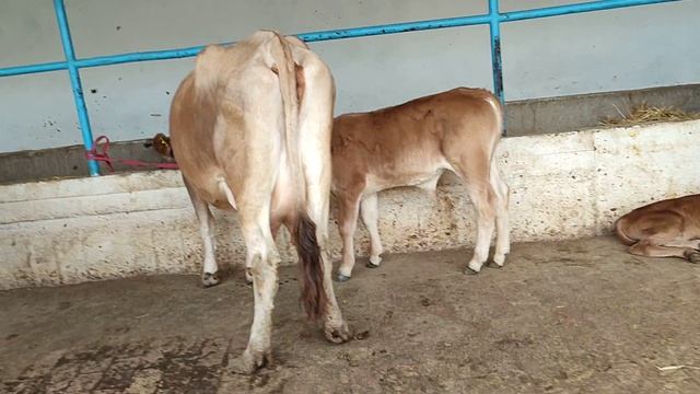 БОЛАРИ НОВОС 🤑😱👍| тел:90-407-50-70 | 3-июн, 2024. смотреть онлайн