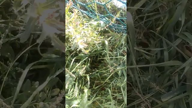 Закрыл своих друзей в клетку на 1 час