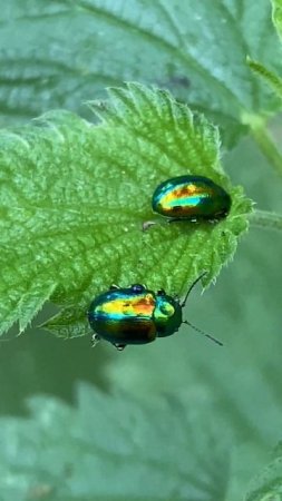 Листоїд хризоліна розкішна (Chrysolina fastuosa) у вроцлавському лісі #nature #insects