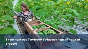 В теплицах под Тамбовом собирают первый урожай огурцов