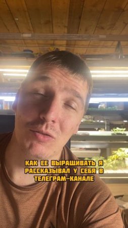 Учимся выращивать микрозелень вместе