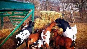 Козы 🐐 ТРАНЖИРЫ 😡!!!  Свинки 🐖 НА СВОБОДЕ 😃