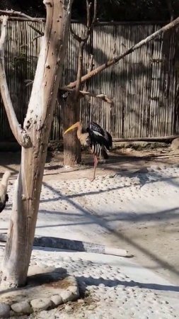 Painted Stork Drying Its Wings 😍