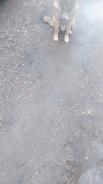 VID_20250204_102550