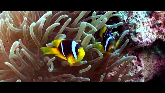 RED SEA DIVING EXPERIENCES - MARSA ALAM - EGYPT - ELPHINSTONE - SHARKS - TURTLES