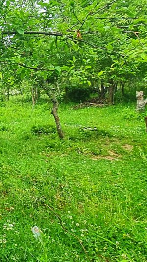 ⭐️5 соток, Вардане-Верино, снт Холодный ключ 32 участок