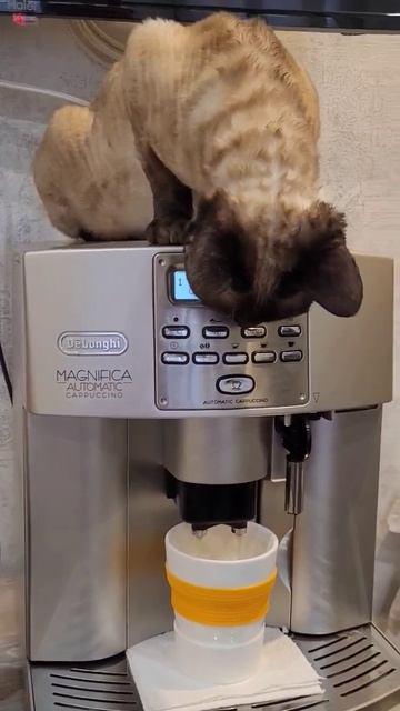 Любители кофе 😆 #кот #смешные #животные #animals #cat