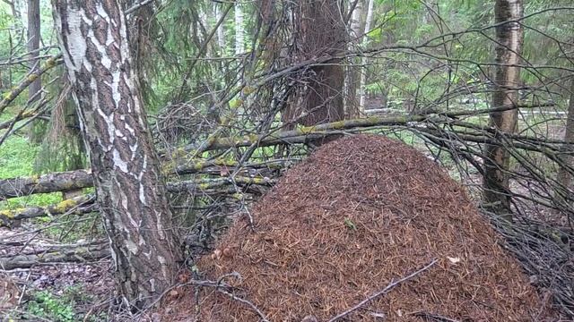 Красивый муравейник смотреть онлайн