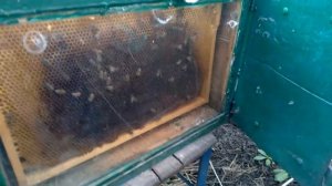 Наблюдательный улей.Перезимовали в нем.