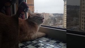 Много Птичек