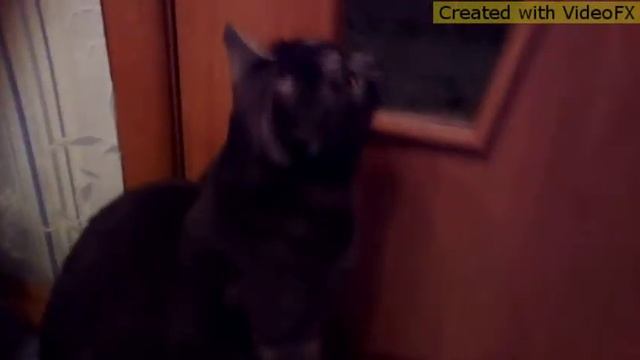 Мой кот Еврик 😃😃😃😃 смотреть онлайн