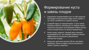 Как вырастить сладкий перец на подоконнике