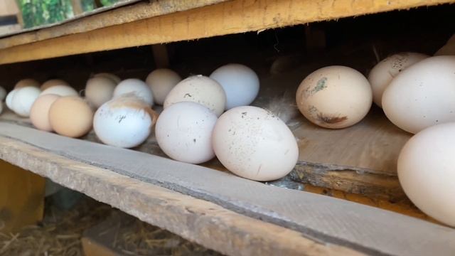 У сестри 🐓 Ведро яєць 🍓 Полуниця в вересні 🐈 Оновлнений Марс смотреть онлайн