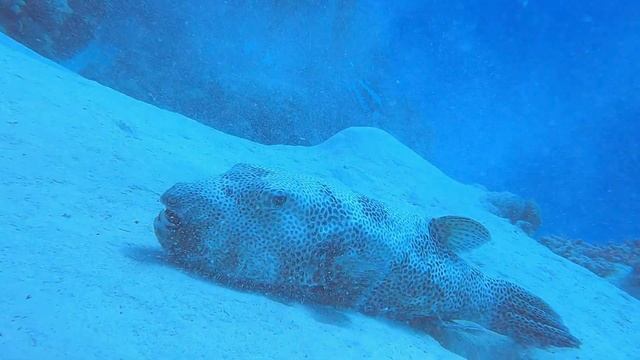 Dive nr.5, Egypt Marsa Alam, Aurora bay, Gabel El Rosas Nurkowanie смотреть онлайн