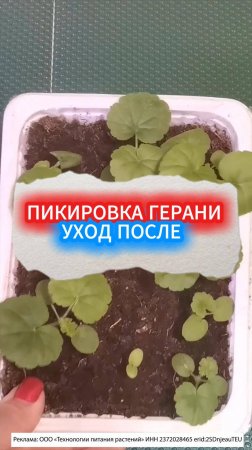 УДОБРЕНИЕ ДЛЯ ГЕРАНИ