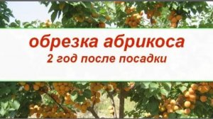 Обрезка абрикоса. 2 год после посадки. Формировка в виде чаши.