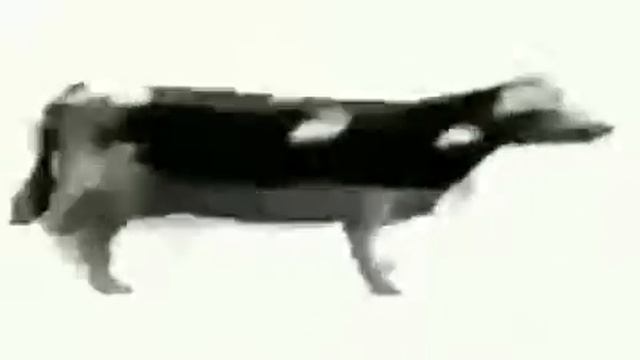 Корова танцует под польскую музыку смотреть онлайн