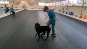 Танцы с собаками! Кане корсо - танцует!