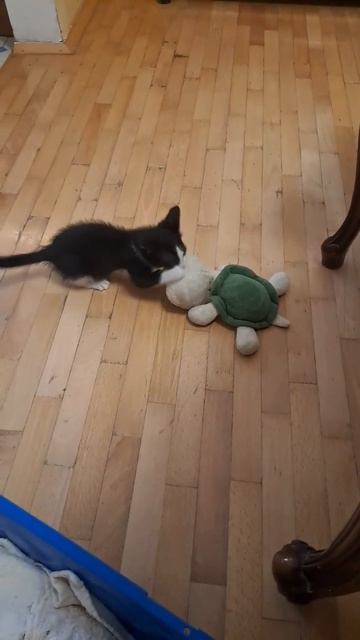 Cat plays with a Turtle toy #cat #catlover #catlovers #happycats