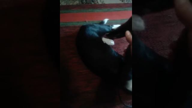 Вольт и фен. Часть 1 смотреть онлайн