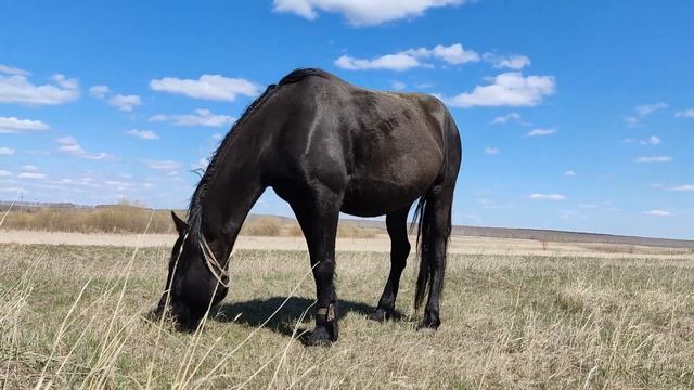 Лошадь